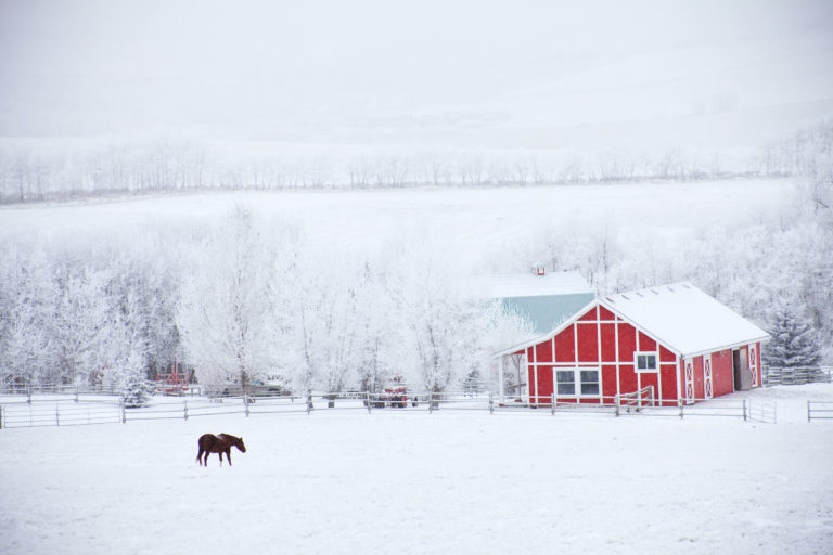 snow-farm-horse-winter-iStock-Imagine-Golf-637839346-2400