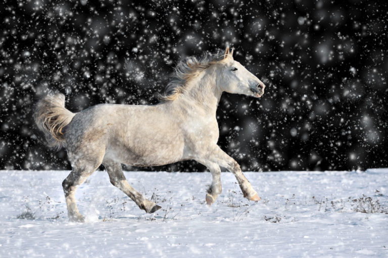 snow-gray-horse-1000