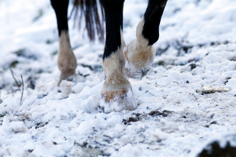 snow-horse-feet-white-socks-iStock-511195828-2400
