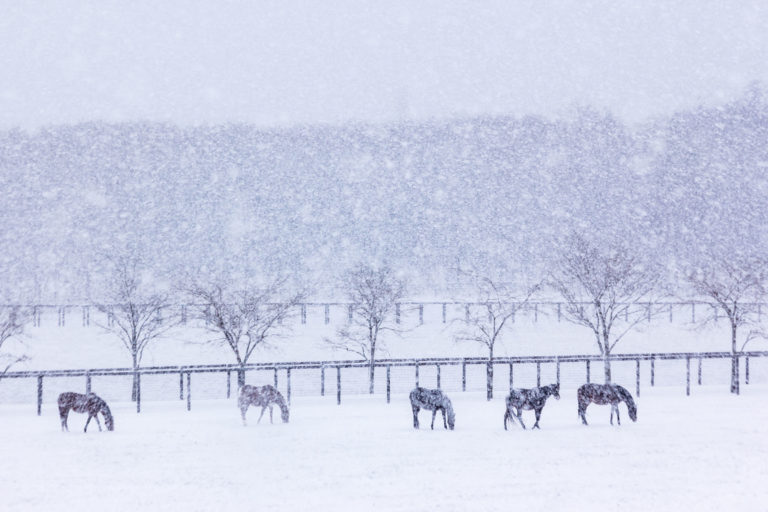 snow-horses-field-iStock-Azuki25-863583186-2400