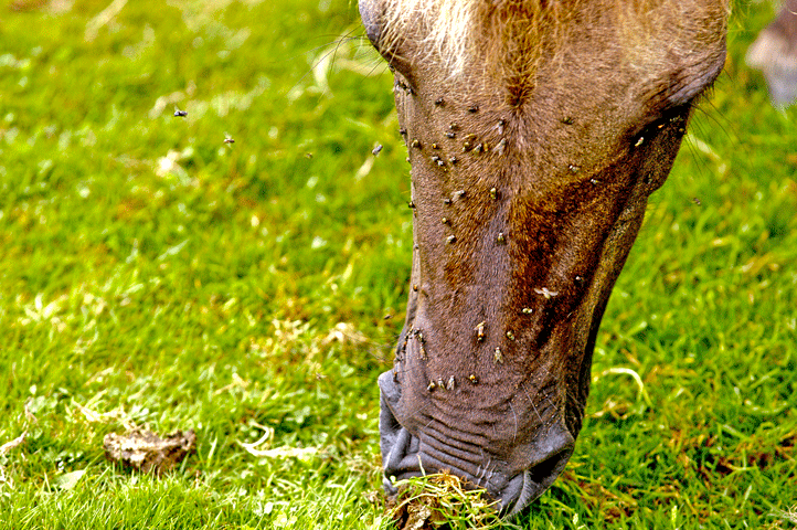 SOLITUDE IGR Feed-Through Helps Control Flies promo image