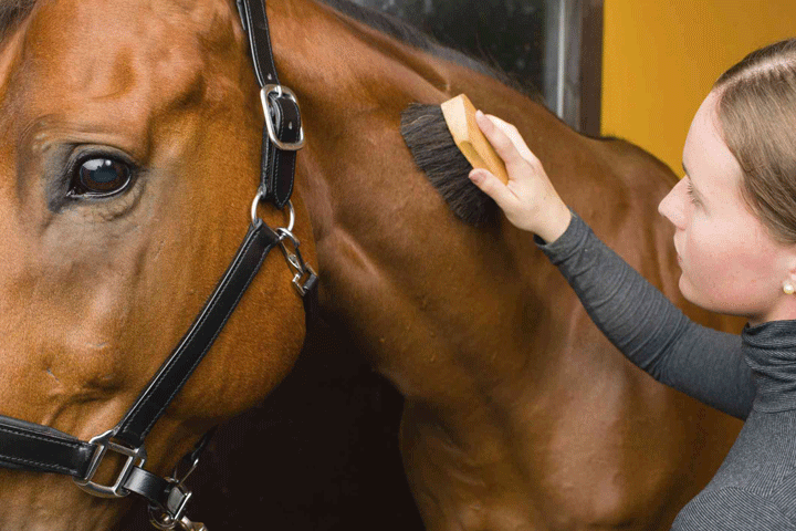 Some Horses are Hypersensitive to Insect Bites promo image