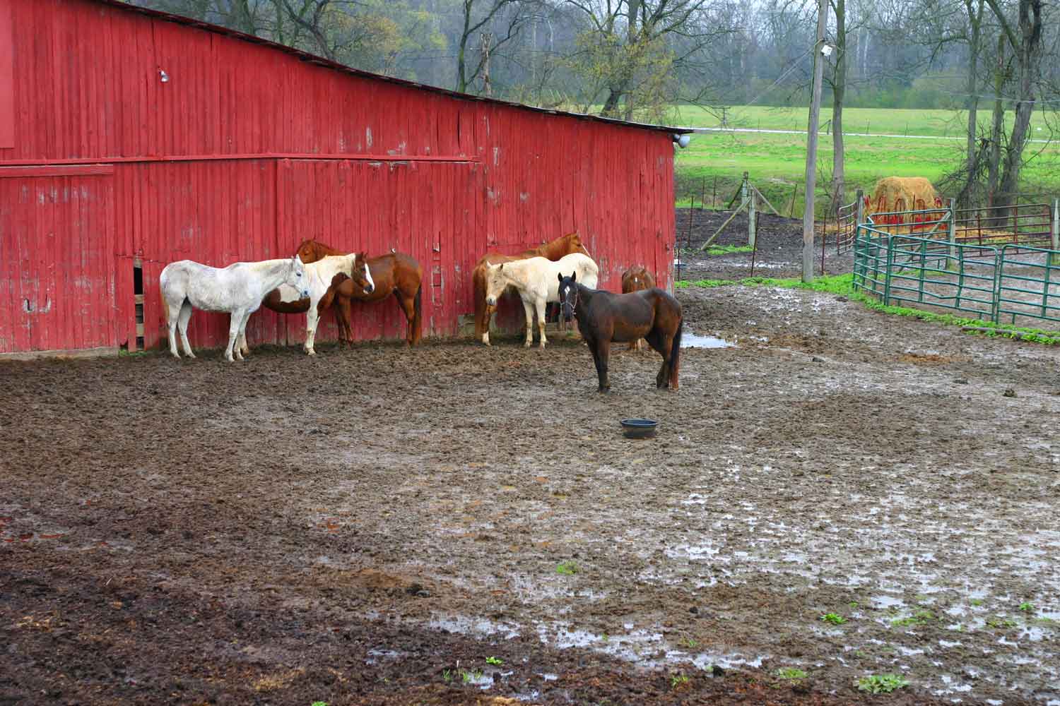 Tips on Managing Mud on Horse Farms Stable Management