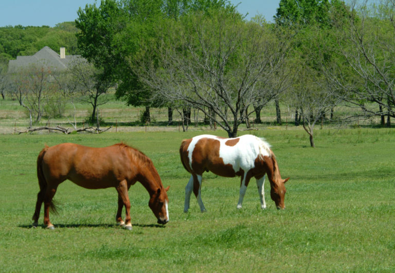 Spring Grass and Hay for Horses promo image