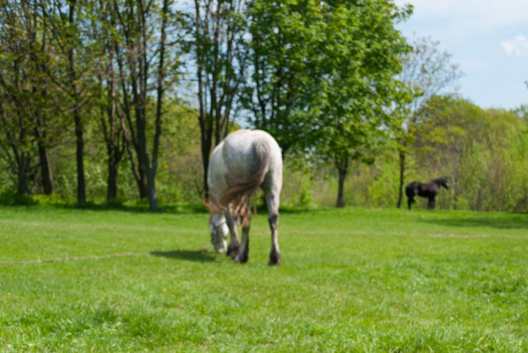 Spring Pasture Management Tips promo image