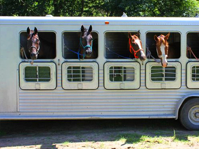 Stable Beat :: Showing on a Shoestring promo image