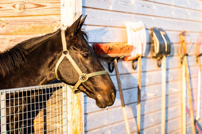 stall-tools-horse-iStock-credit-Chris-Strickland-1058681720-2400
