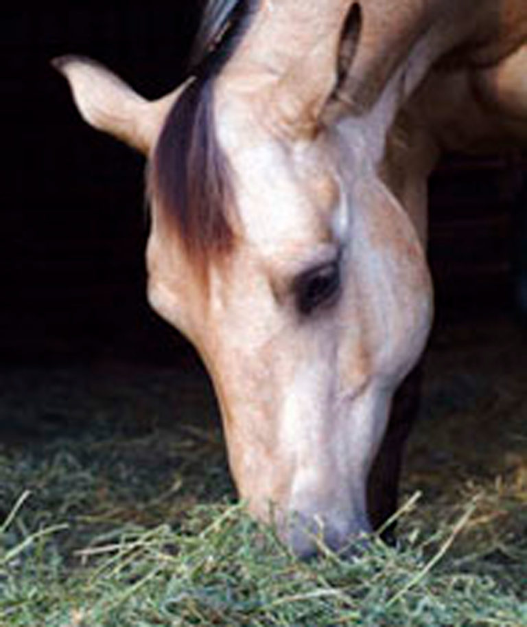 Standlee-buckskin-horse-hay-alternatives-2400