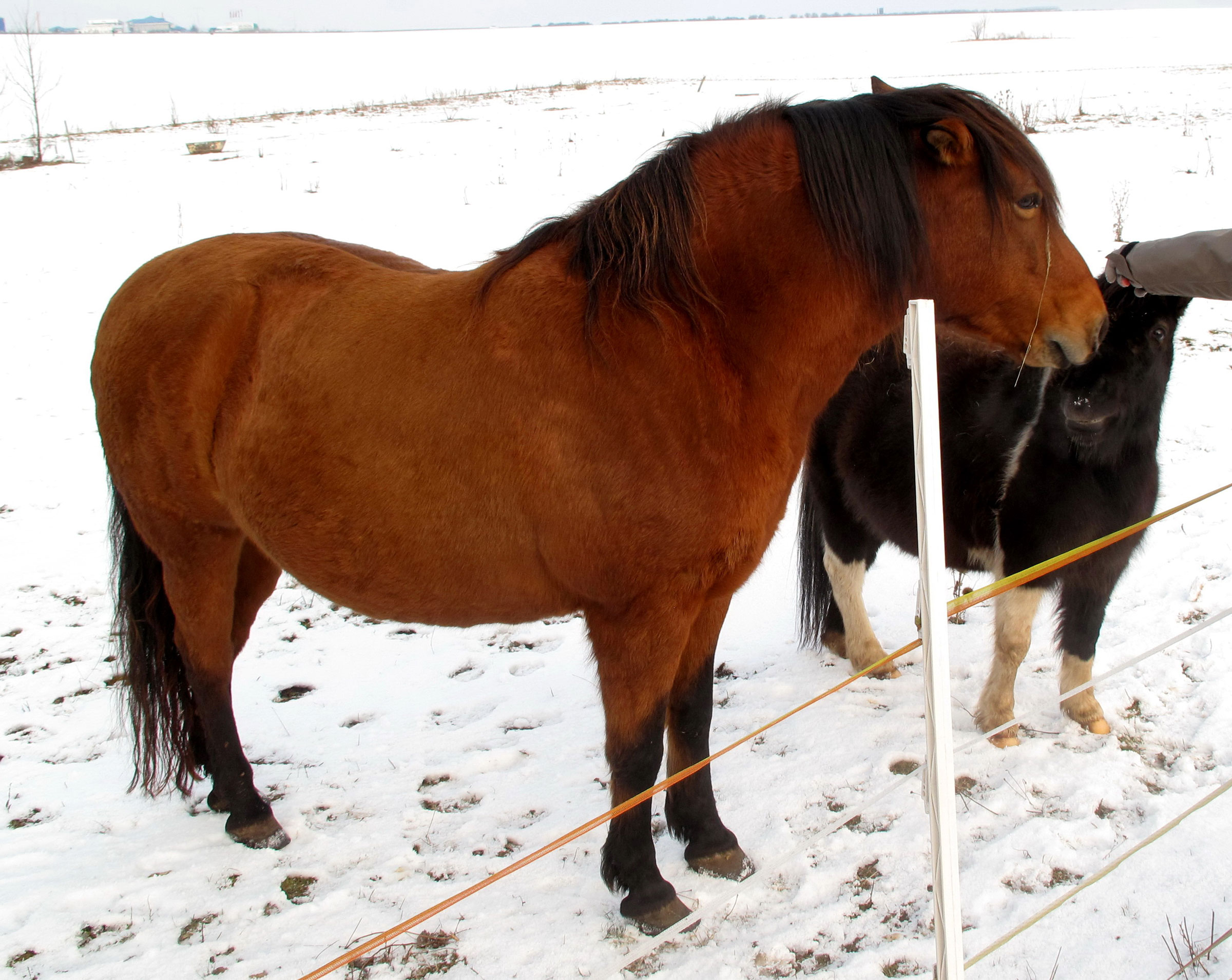 How to Deal with Horse Obesity | Stable Management