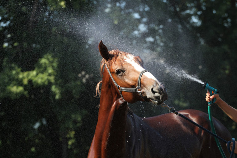 Standlee-June-How-to-Support-Your-Horse-in-the-Summer-Heat-2400
