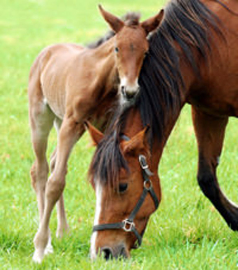 standlee-tying-up-young_horse_with_mother-2400