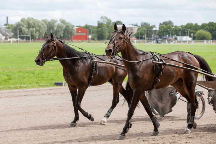 Studies on Warming Horses Up Before Exercise promo image