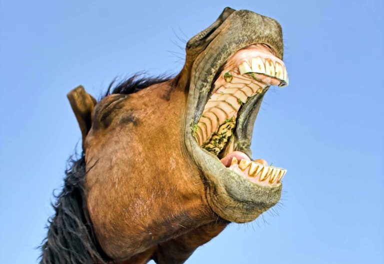 Study on Prevalence of Dental Disorders in Horses promo image