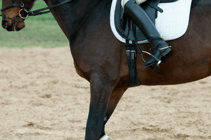 Study Shows Girth Pressure Can Inhibit Stride promo image