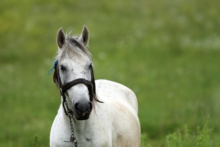 Study Shows Older Gray Quarter Horses Less Likely to get Melanomas Than Other Breeds promo image