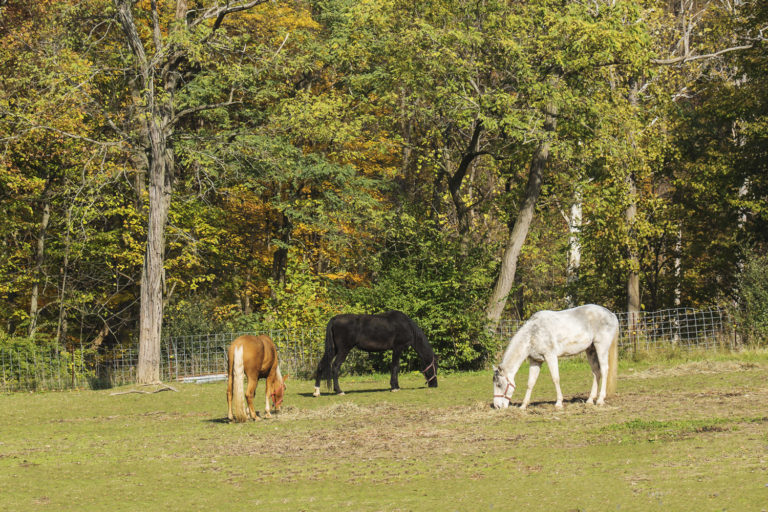 Sugars and Fructans in Horse Forages promo image