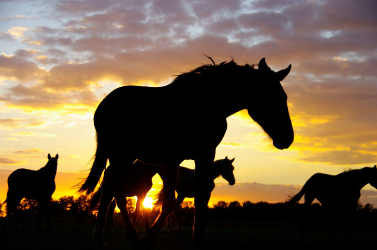 sunset-horses-silhouette-iStock-Middelveld-936329220-2400