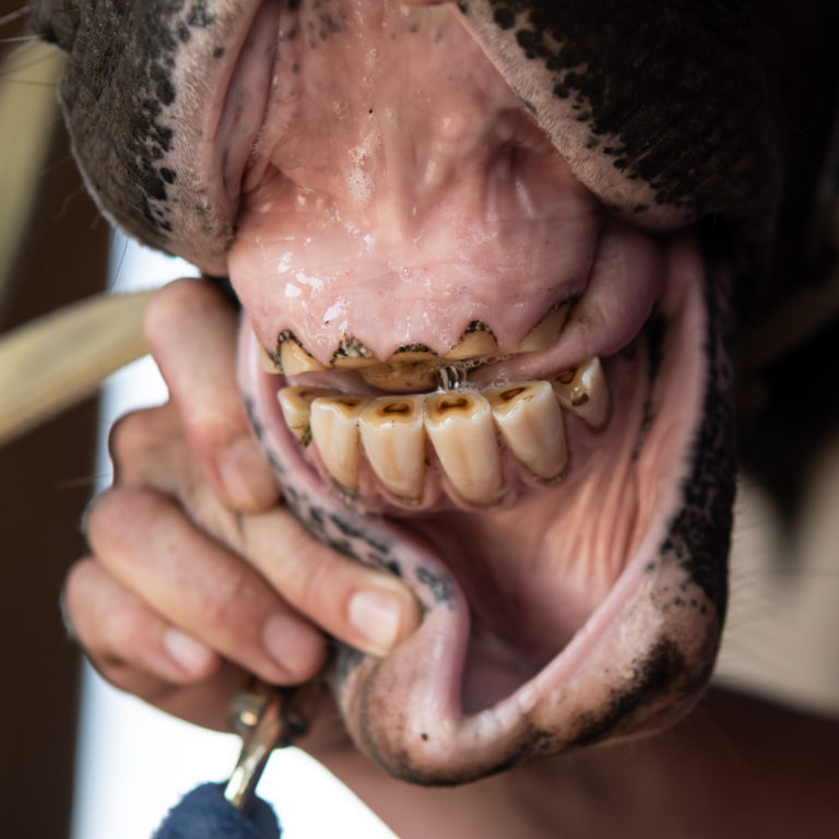 teeth incisors worn iStock-Jacqueline Nix-979005644
