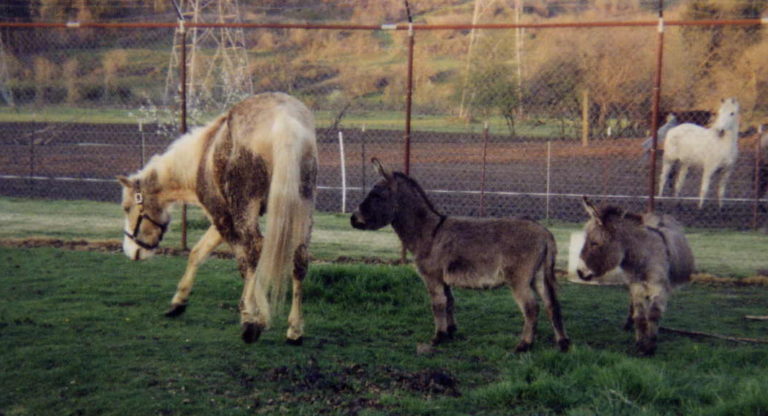 The Complications of a Rescue Horse promo image