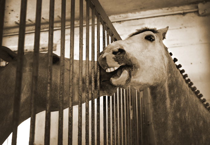 The Critical Importance of Biosecurity promo image
