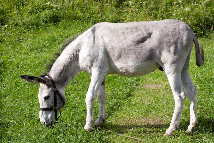 The Donkey Welfare Symposium Is Coming In November promo image