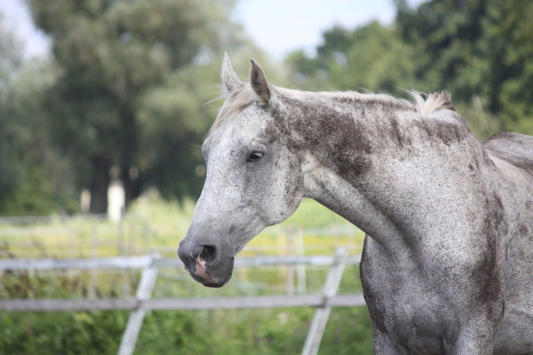 The Importance of Nutrition in Enhancing Immunity in the Aging Horse promo image