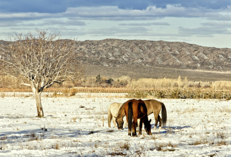 The Importance of Water to Horses in Cold Weather promo image