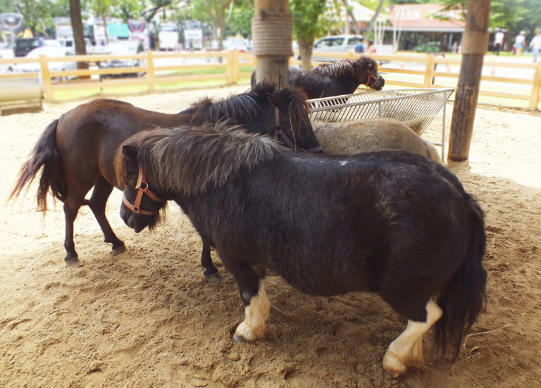 The Overweight Horse Who Won’t Stop Eating; Leptin Resistance is the Key! promo image