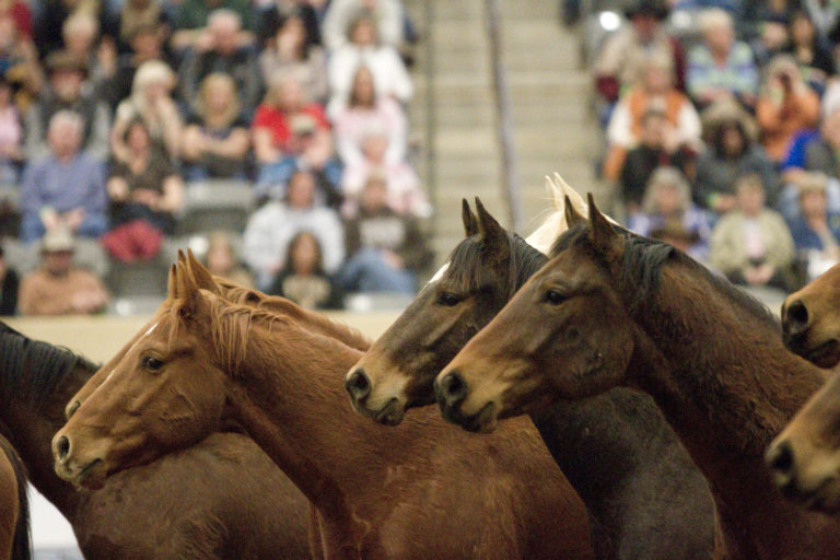 The Release of the Road to the Horse 2015 AQHA Remuda from the 6666 Ranch promo image