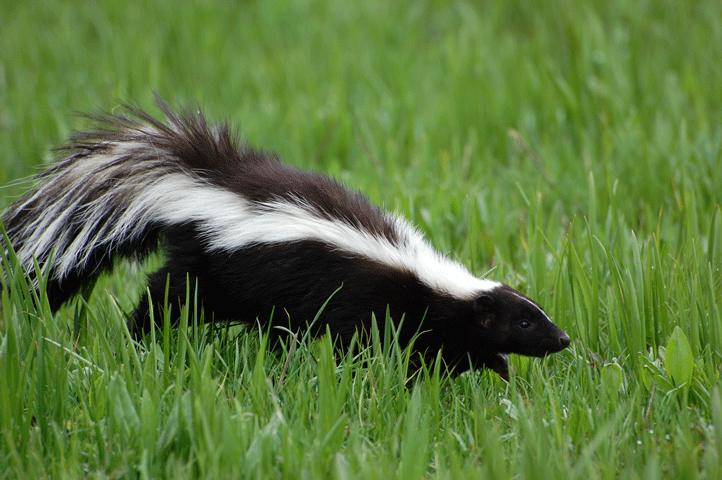 Third Positive Equine Rabies Case in Colorado Confirmed promo image