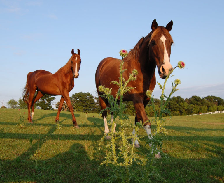 thistle-horse-pasture-iStock-842107588-2400