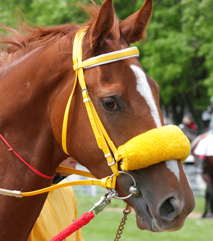 Thoroughbred Charities of America Awards Over $500,000 in Grants promo image