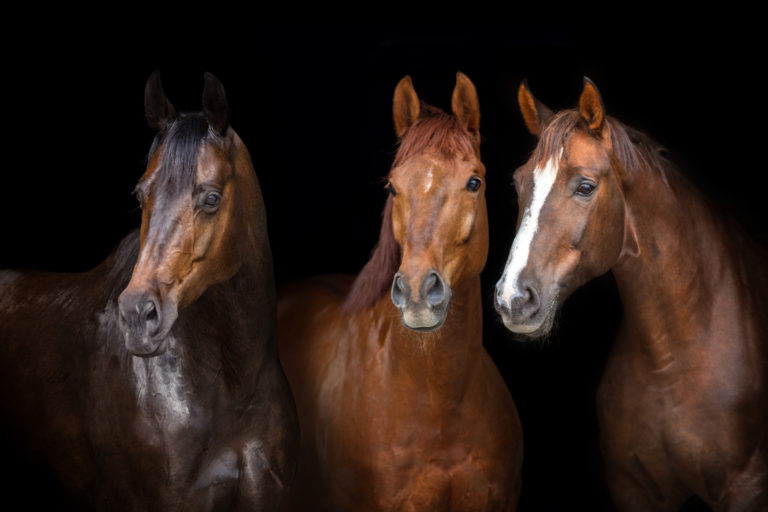 three-horses-dark-background-iStock-879565844-2400