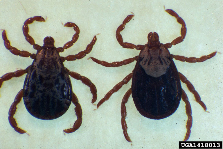 Tick Control in Horse Pastures promo image