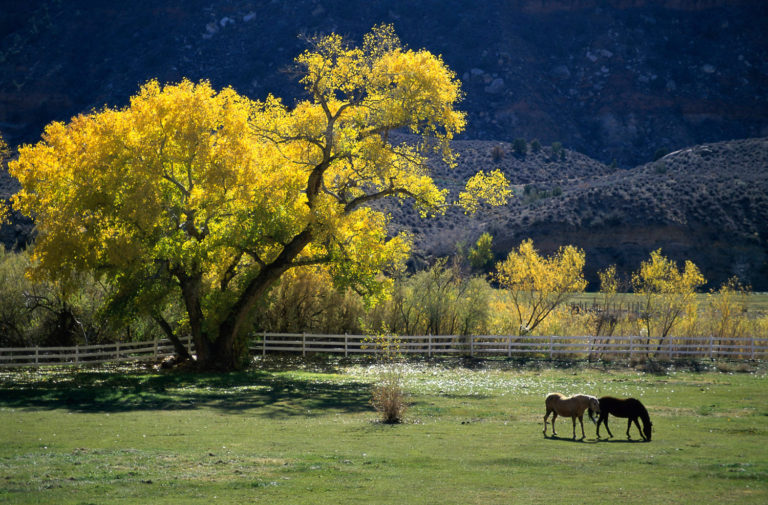 Tips for Fall Pasture Management promo image