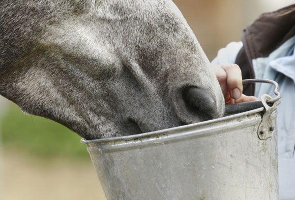 Tips for Getting Horses to Drink Strange Water promo image