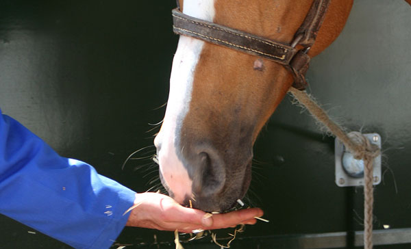 Tips from KER on Feeding Treats to Your Horses promo image