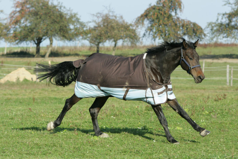 Tips on Disinfecting Horse Blankets promo image