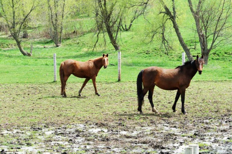 Tips on Establishing Better Drainage on Horse Pastures promo image