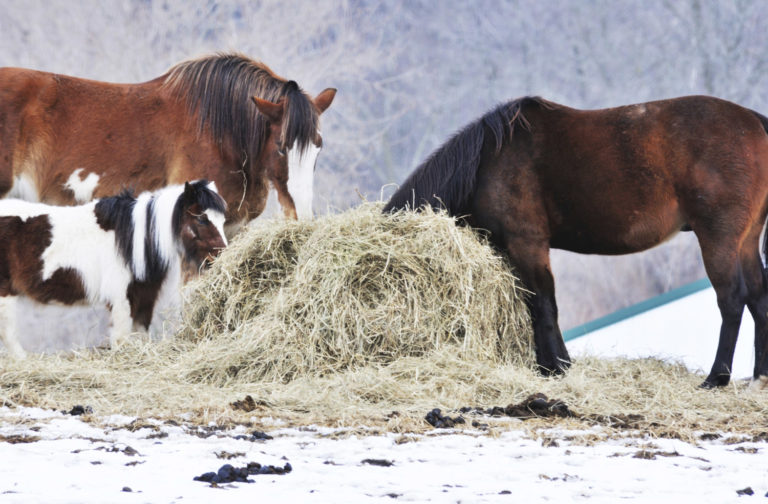 Tips on Purchasing Large Round Bales of Hay for Horses promo image