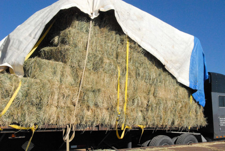 Tips on Storing Horse Hay promo image