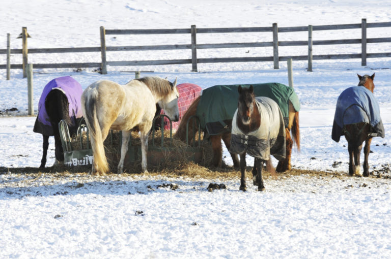 Tips to Prevent Winter Lameness promo image