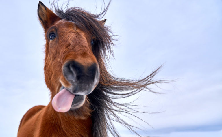 tongue-out-horse-face-iStock-Alexandra-Surkova-1192159893-1000