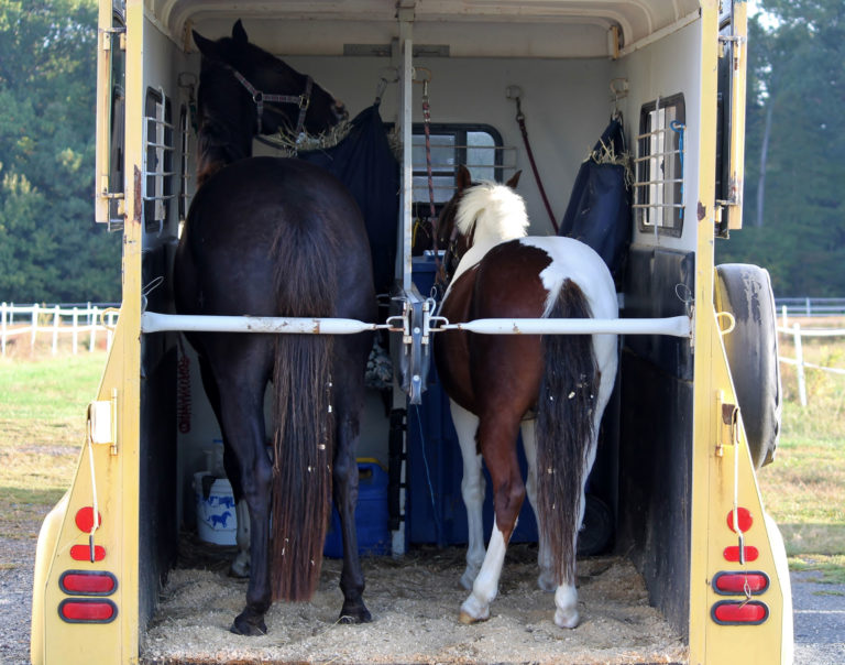 trailer-two-horses-back-open-iStock-492693800-2400