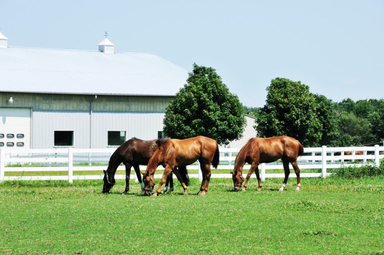 Transitioning Horses to Spring Pasture promo image