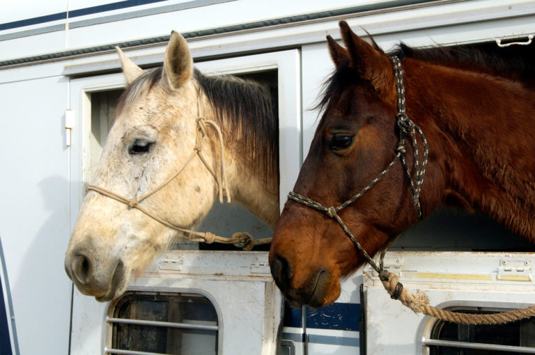 Traveling with an Older Horse promo image