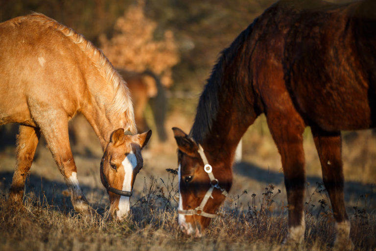two-horses-grazing-head-to-head-field-GettyImages-1316496384-1200