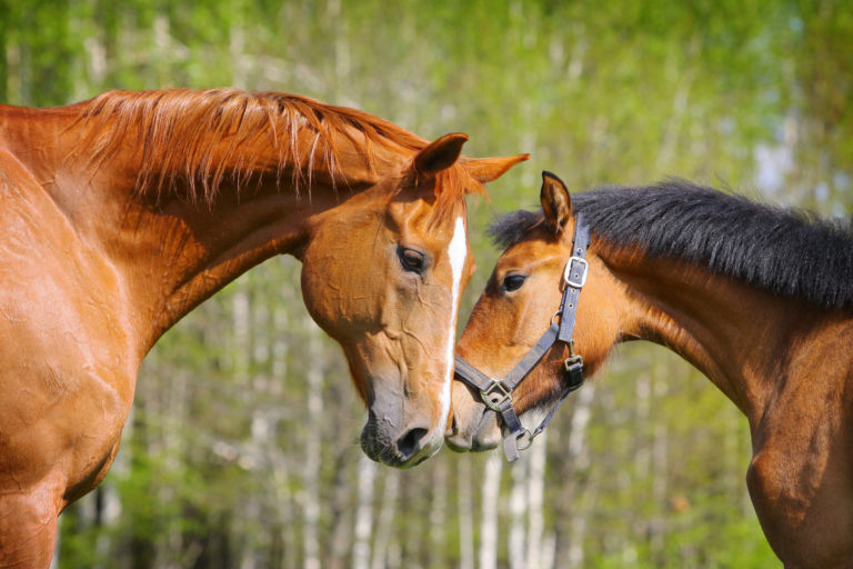two-horses-meeting-nose-to-nose-hi-res-2400