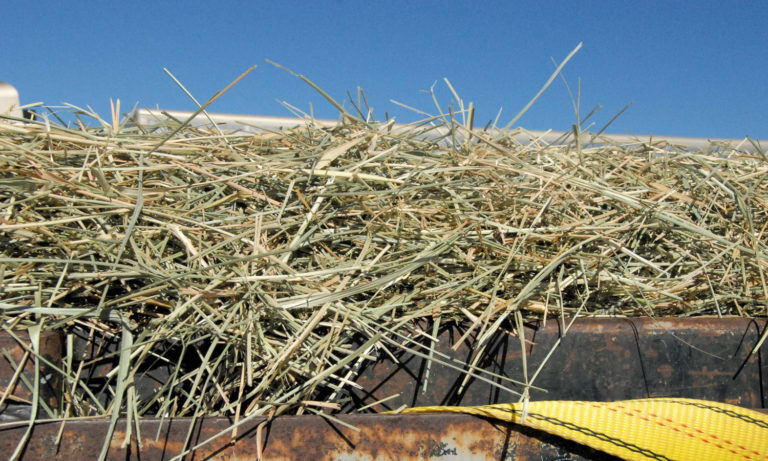 Types of Hay Fed to Horses promo image