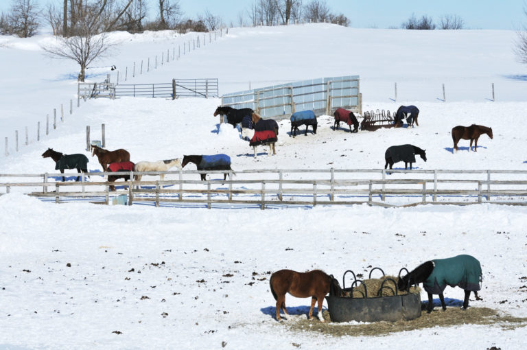 Types of Hay Feeders for Horses promo image